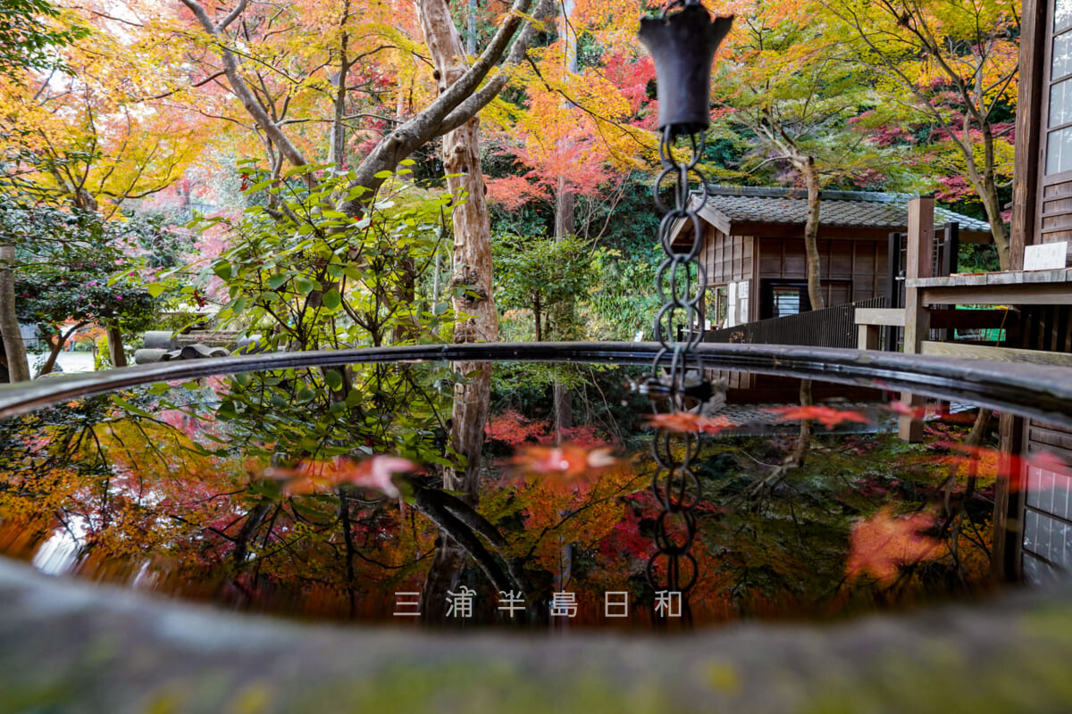 覚園寺・水面に映る紅葉-2(撮影日:2020.12.08)