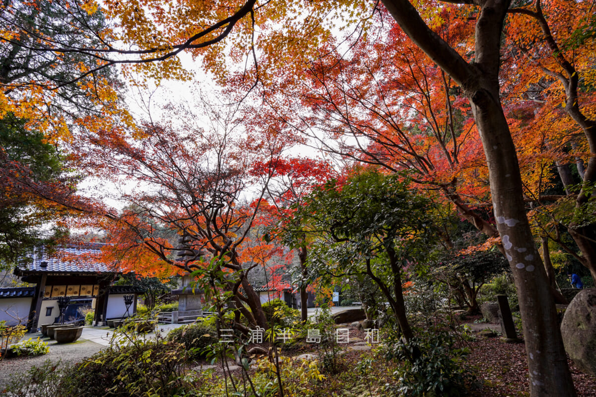 覚園寺・愛染堂前から山門方面の紅葉を望む（撮影日：2020.12.08）
