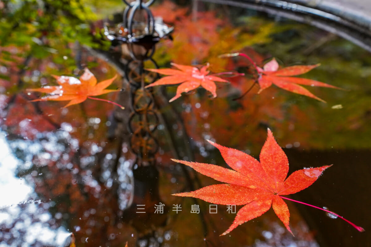 覚園寺・水面に浮かぶ紅葉(撮影日:2020.12.08)