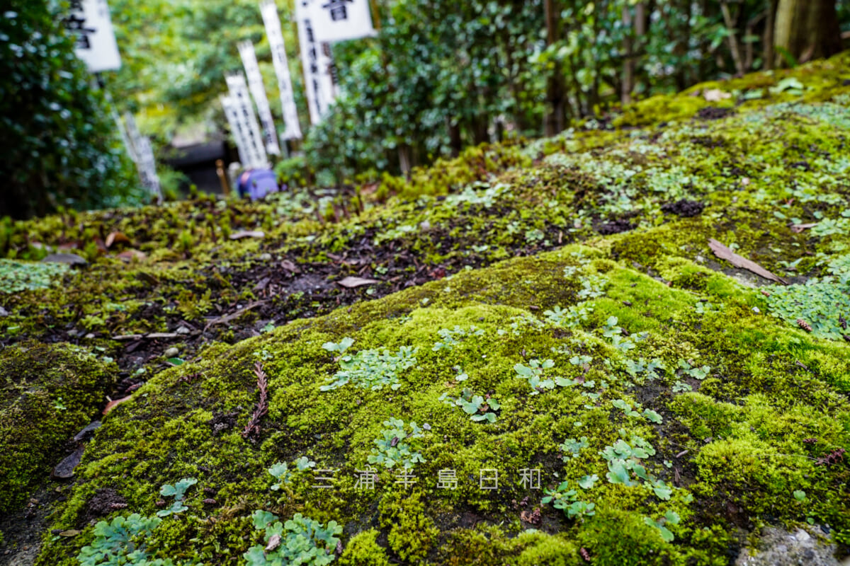 杉本寺(杉本観音)・苔むした鎌倉石の石段(撮影日:2021.09.07)