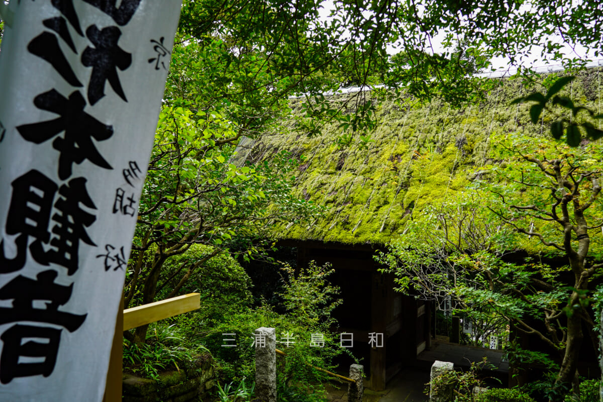 杉本寺(杉本観音)・苔むした仁王門の茅葺屋根(撮影日:2021.09.07)