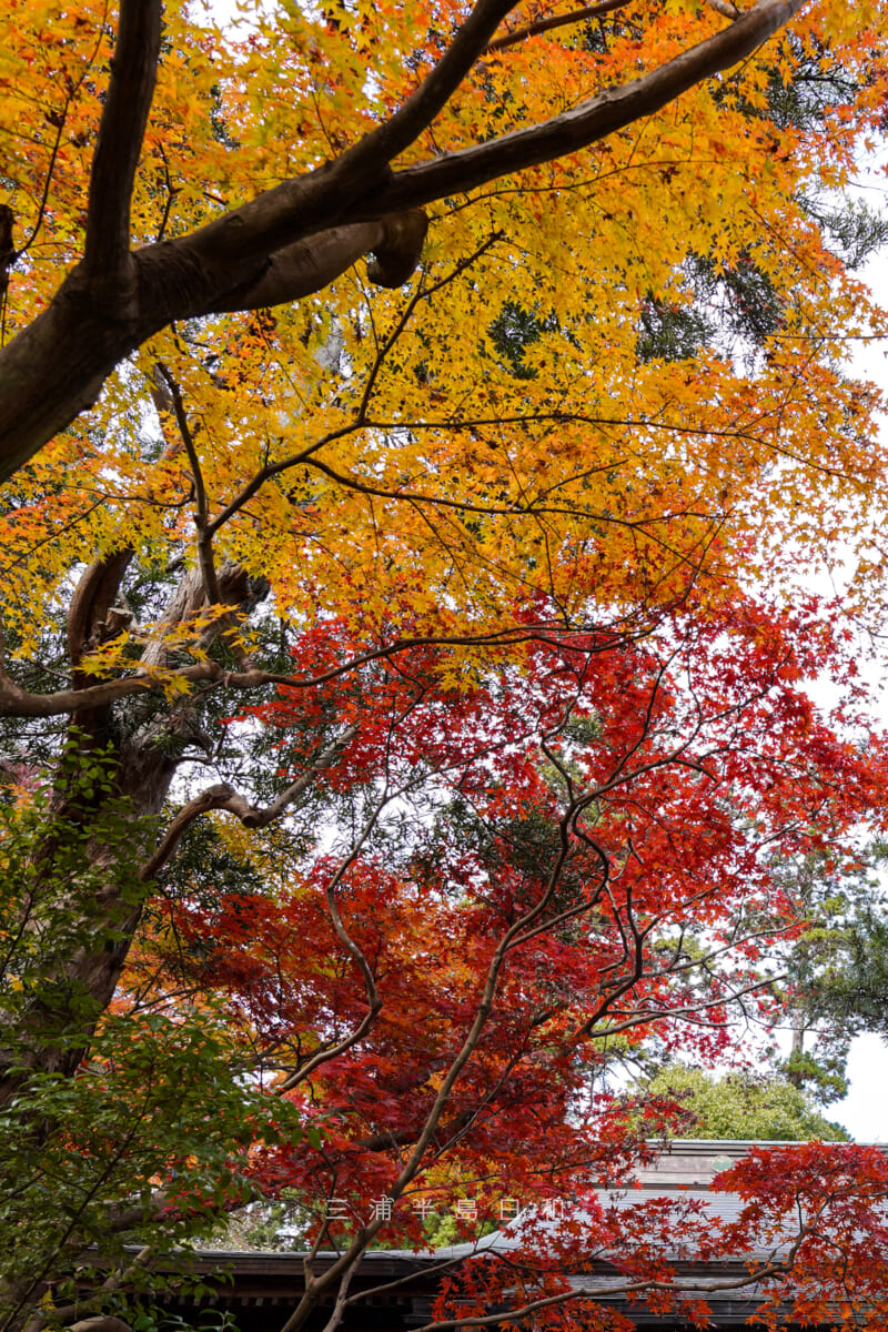 覚園寺・愛染堂前の紅葉を見上げる（撮影日：2020.12.08）