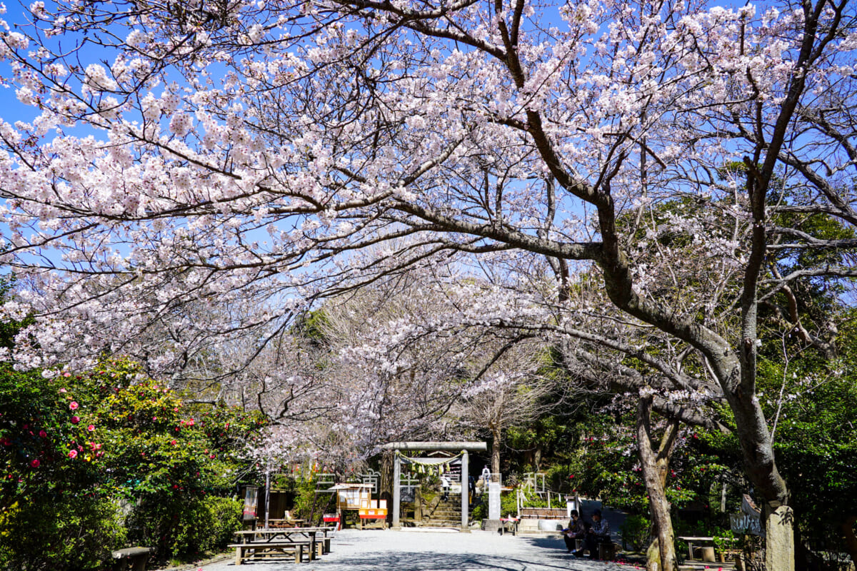 葛原岡神社・表参道の桜（撮影日：2021.03.24）