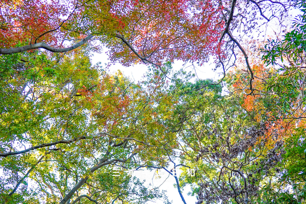 仮粧坂・頂上付近で色づく紅葉（撮影日：2020.12.01）