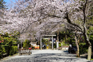 源氏山公園 源頼朝像や日野俊基の墓周辺など園内各所で桜が咲き誇る 源氏山公園 源頼朝像や日野俊基の墓周辺など園内各所で桜が咲き誇る