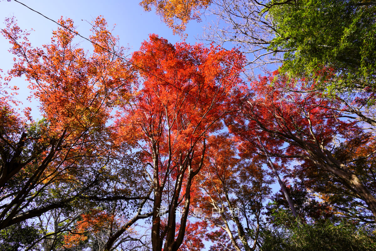 天園のハイキングコース分岐点付近の紅葉（撮影日：2020.12.08）