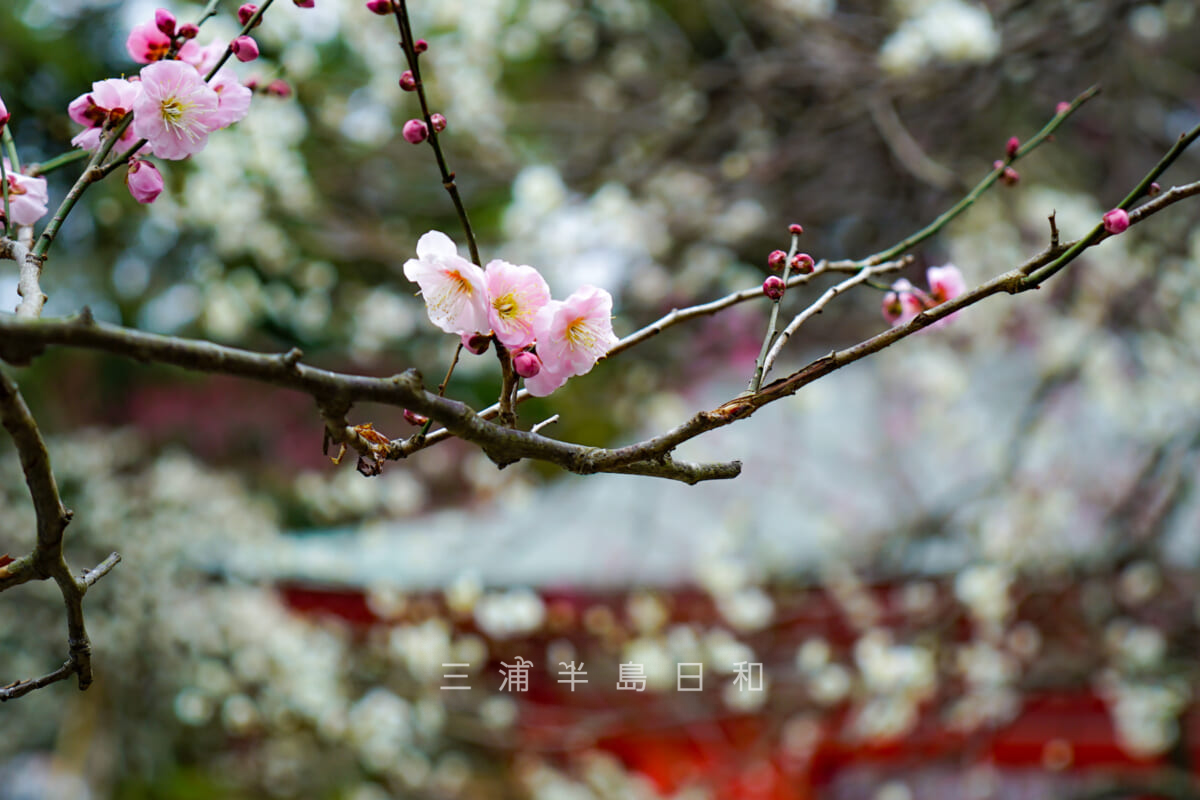 荏柄天神社・ピンク色の梅（撮影日：2019.02.26）