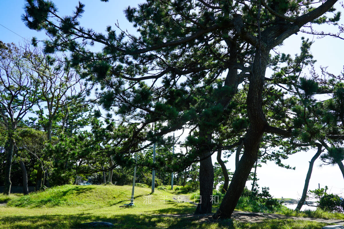 一色公園・芝生広場に大きな松が木陰をつくる（撮影日：2021.10.11）