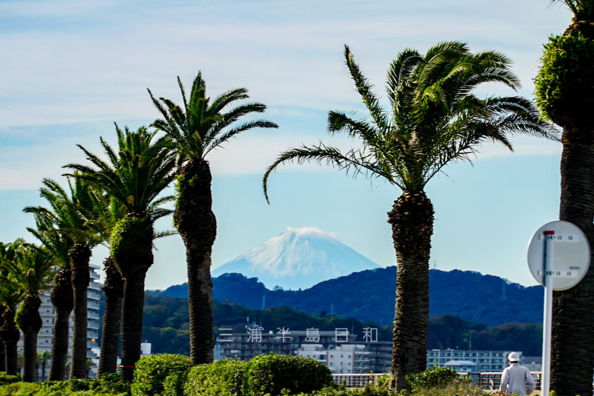馬堀海岸・フェニックスの合間から富士山を望む（撮影日：2021.11.12）