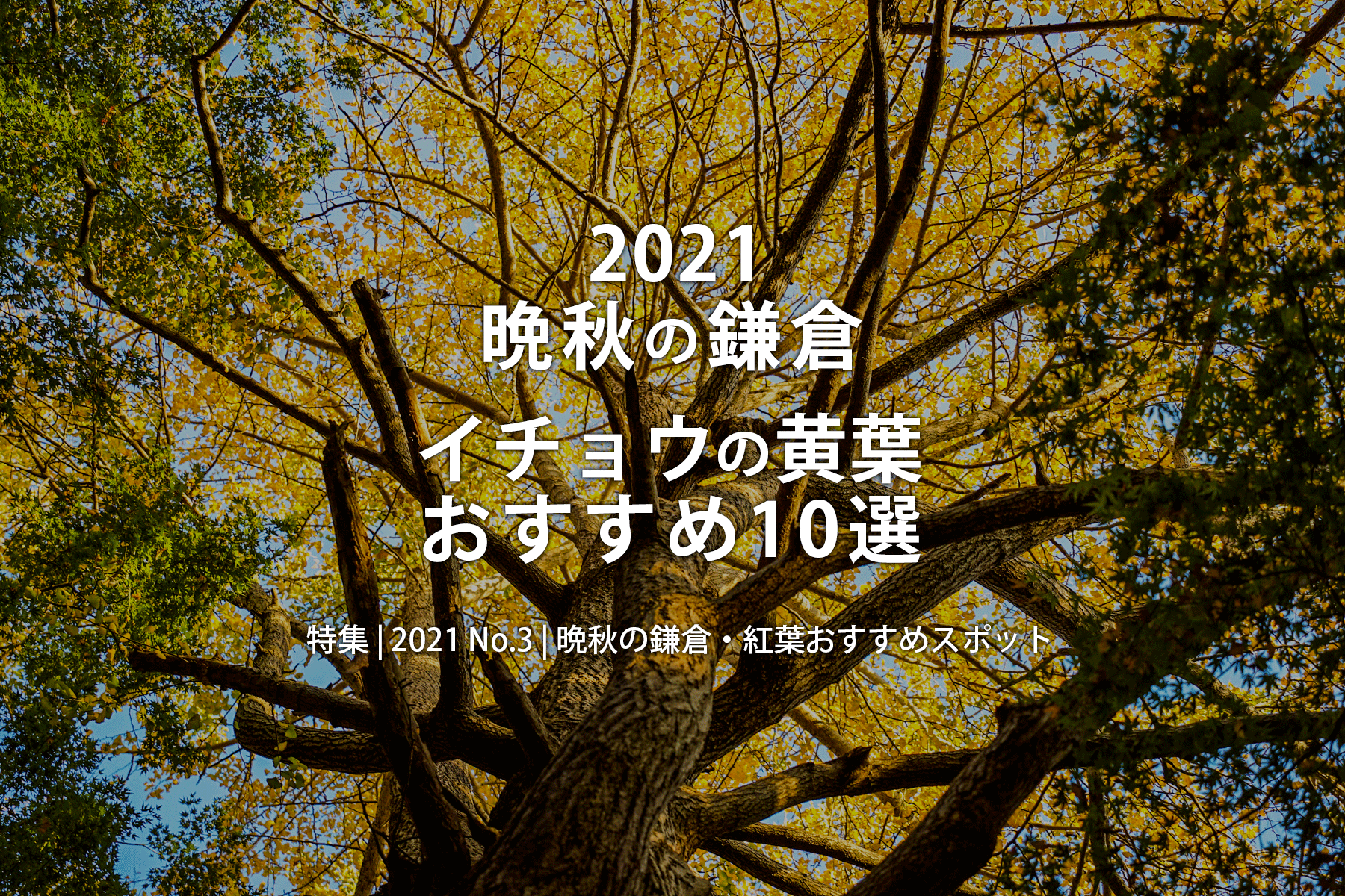 【2021 No.3】特集 | 晩秋の鎌倉・イチョウの黄葉おすすめ10選