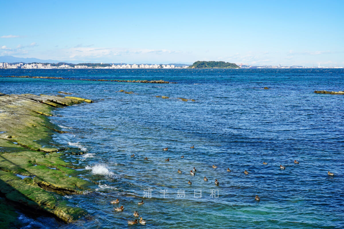 馬堀海岸・わずかに残る自然海岸-2（撮影日：2021.11.12）