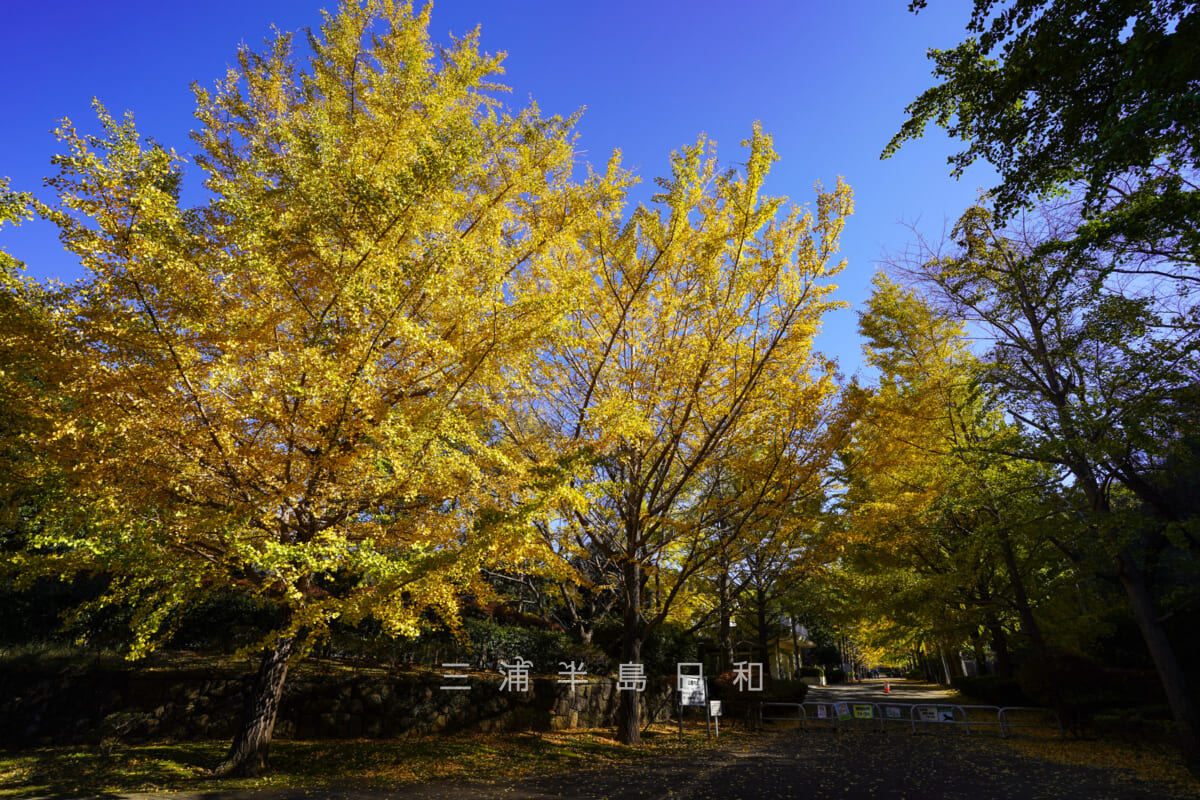南郷上ノ山公園・晩秋のイチョウ並木-入口(撮影日:2021.11.15)