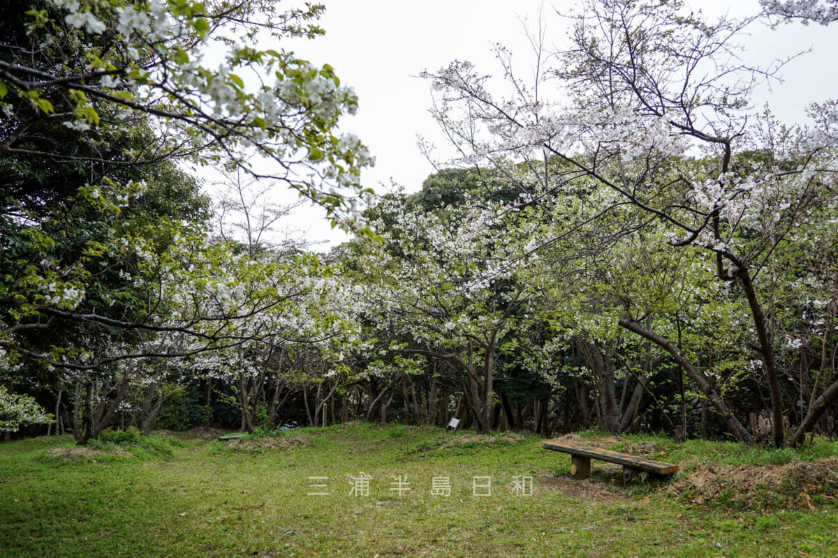 衣笠城址・桜の季節-2（撮影日：2021.03.25）