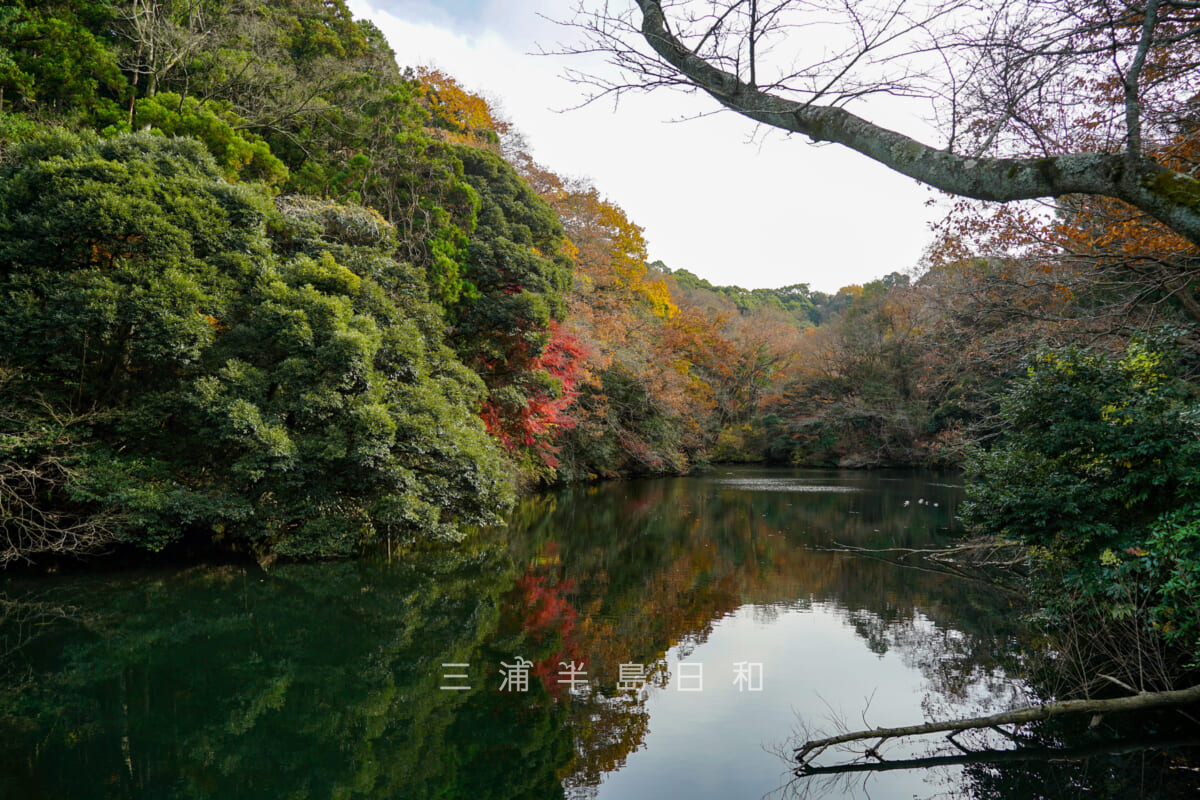 散在ガ池森林公園（鎌倉湖）（撮影日：2021.12.10）