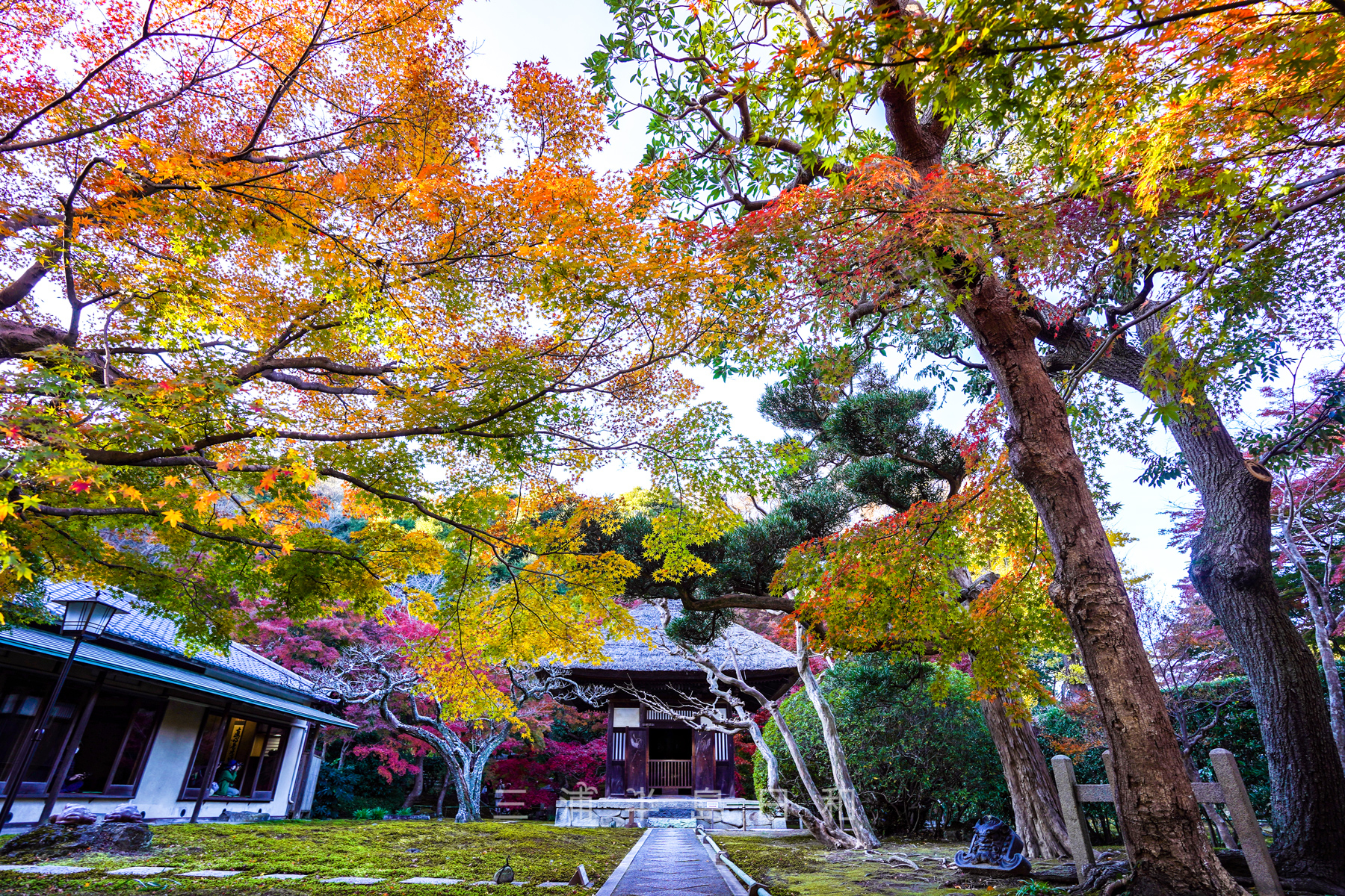 長寿寺・観音堂の前の紅葉（撮影日：2021.12.03）