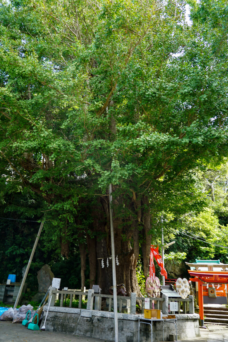 海南神社・御神木（雌）のイチョウ（撮影日：2021.09.27）