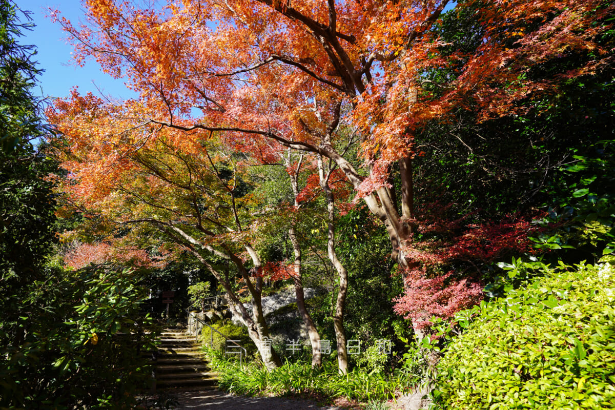 浄妙寺・石窯ガーデンテラスへ続く道の紅葉（撮影日：2021.12.03）