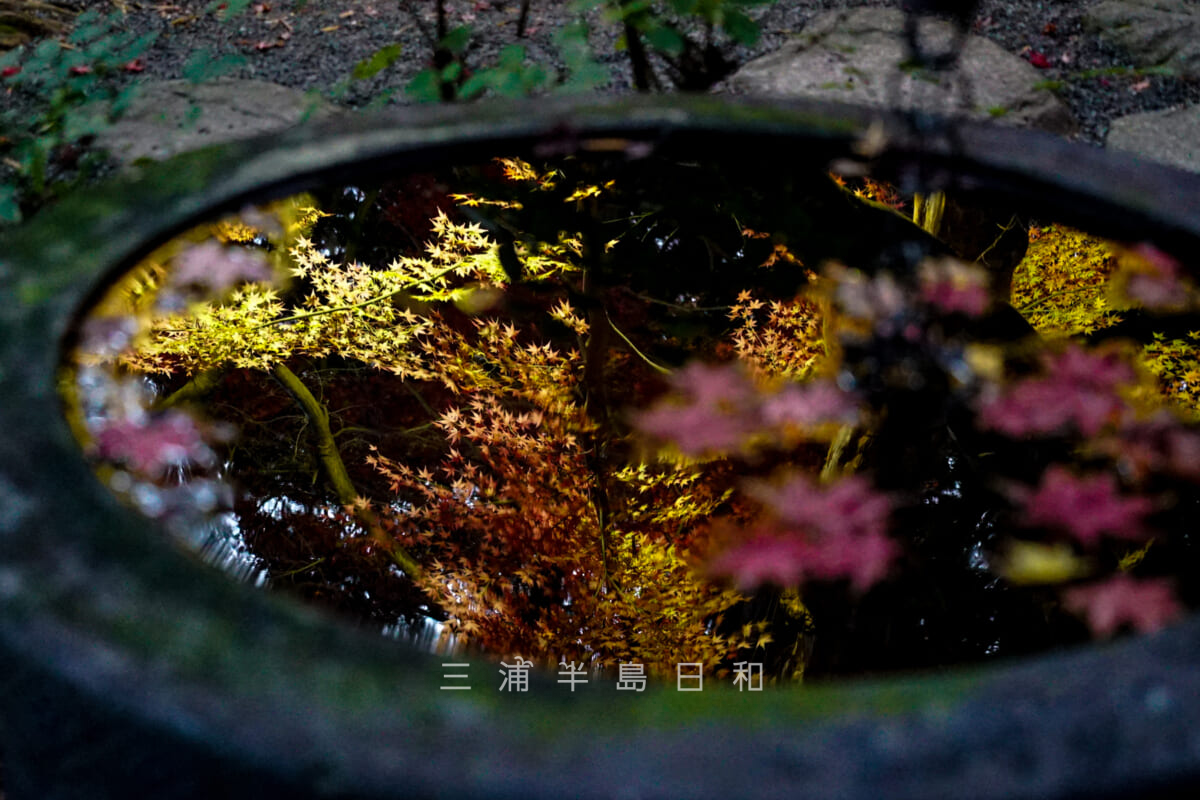 覚園寺・水鉢に映るライトアップされた紅葉（撮影日：2021.12.10）