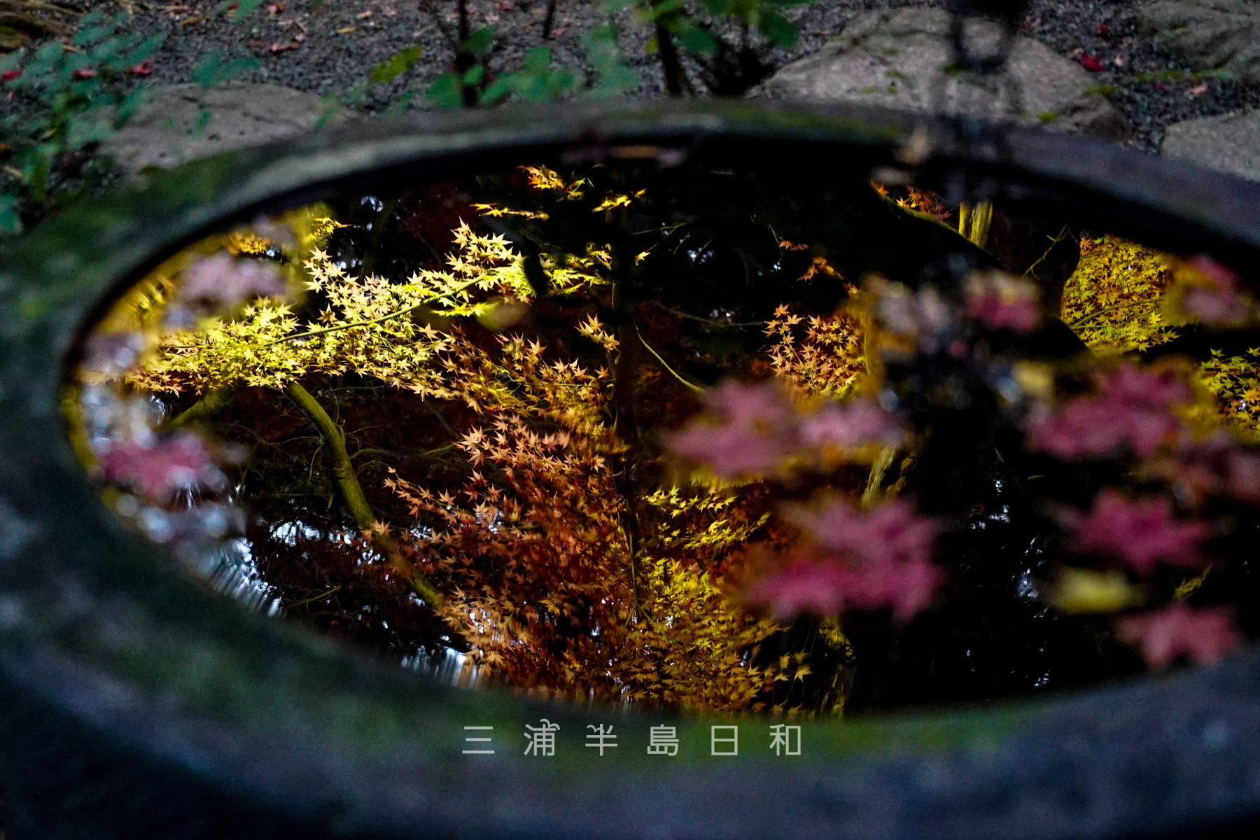 覚園寺・水鉢に映るライトアップされた紅葉（撮影日：2021.12.10）