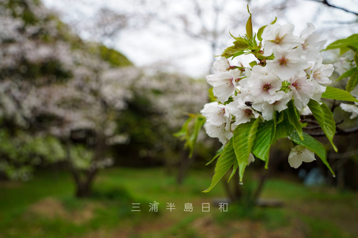 衣笠城址・桜の季節-3（撮影日：2021.03.25）