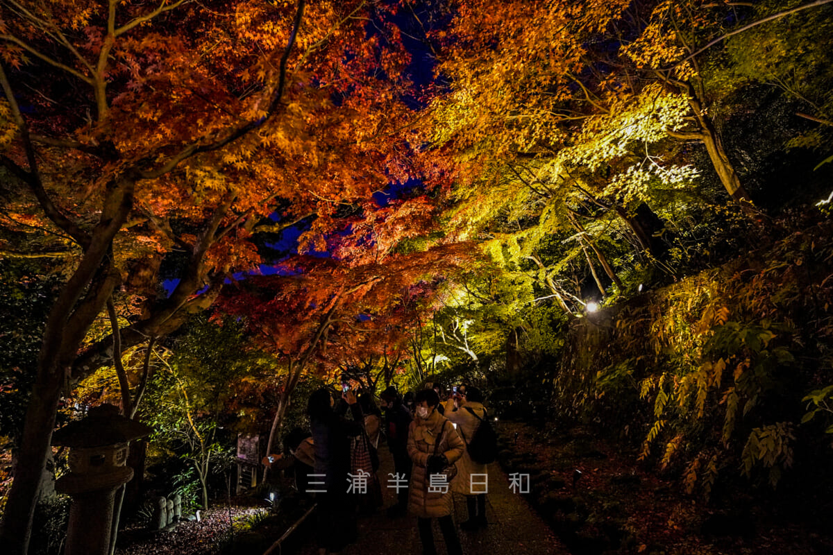 長谷寺・ライトアップされた紅葉のトンネル（撮影日：2021.12.03）
