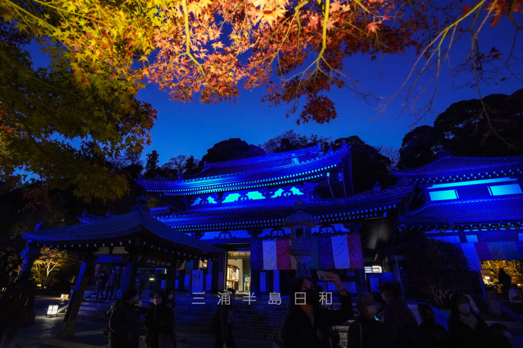 長谷寺 秋の夜間特別拝観 2025 | 紅葉の時期に夜間ライトアップされる鎌倉屈指の古刹