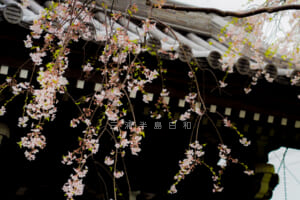 満昌寺・三浦義明の墓