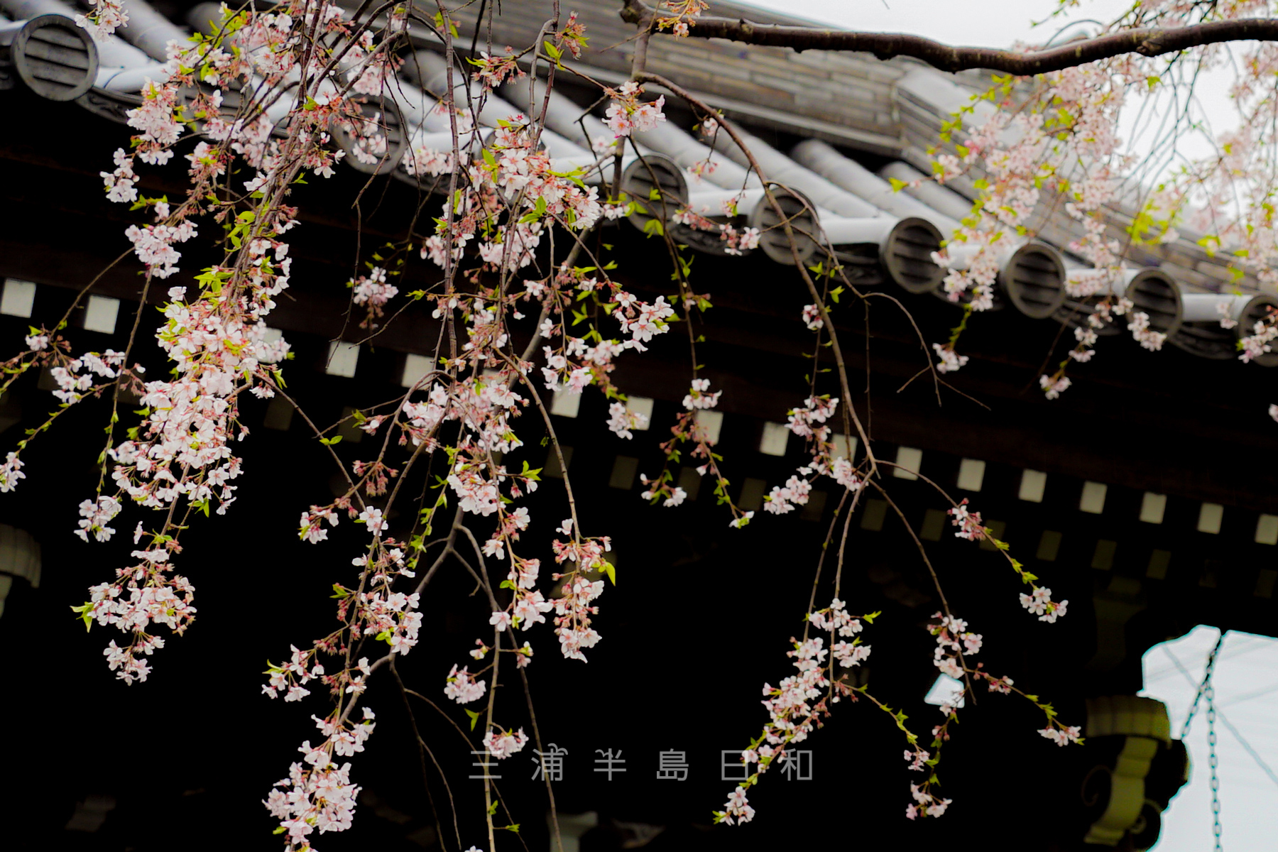 満昌寺・祇園しだれ桜（アップ）（撮影日：2021.03.25）