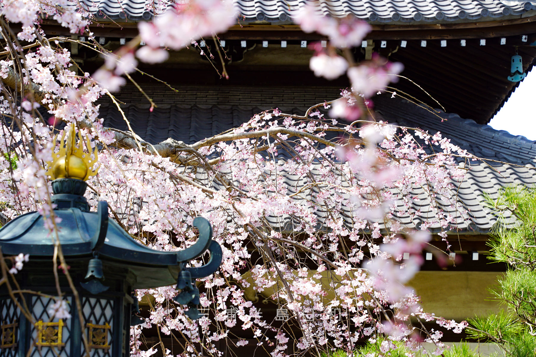 本覚寺のしだれ桜（撮影日：2021.03.16）