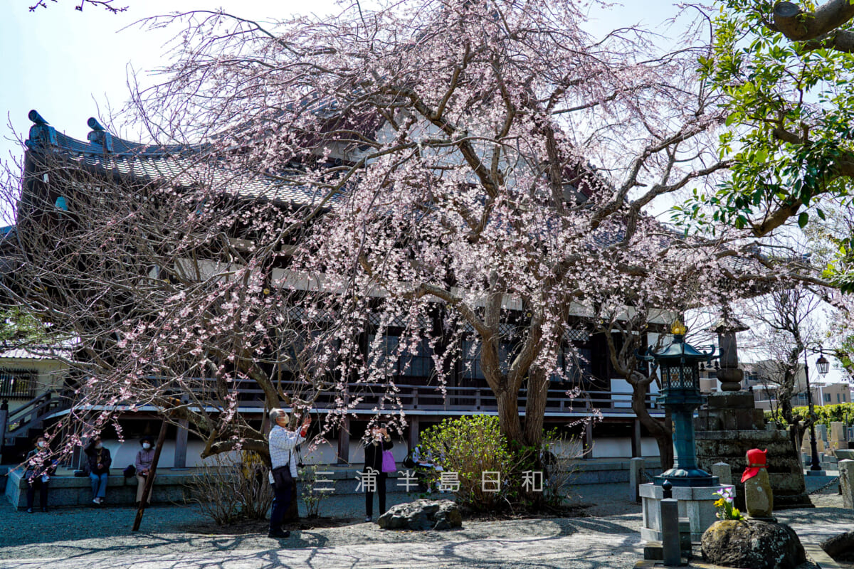 本覚寺・しだれ桜-1（撮影日：2021.03.16）