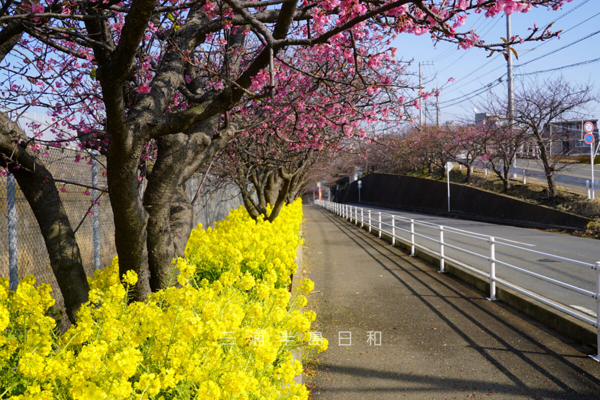 三浦海岸河津桜並木・桜が咲きはじめた頃の菜の花が見ごろの並木道（撮影日：2022.01.26）
