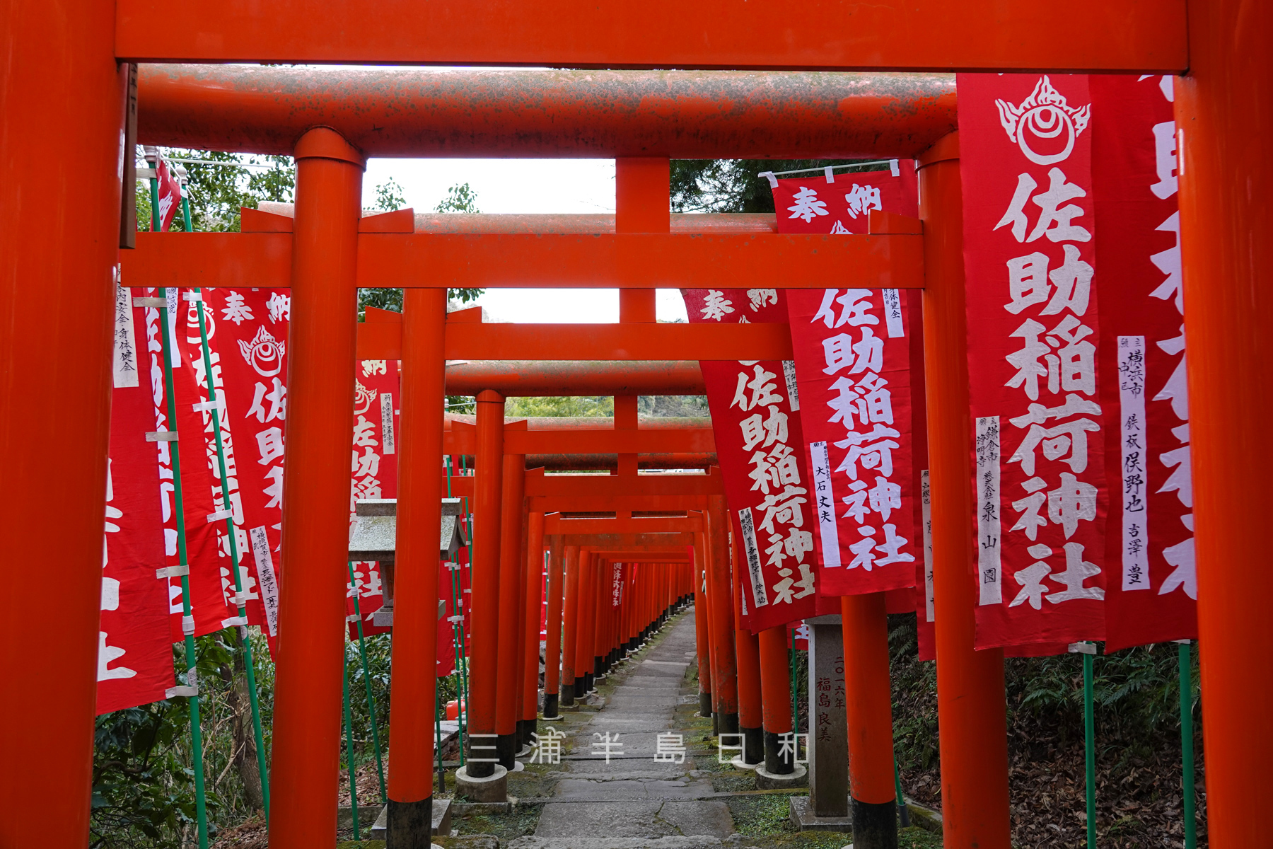 佐助稲荷神社・参道沿いに並ぶ無数の朱色の鳥居（撮影日：2022.01.27）