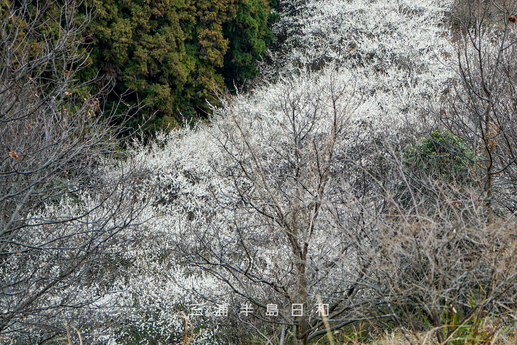 十二所果樹園 約400本の梅の木が植えられている鎌倉最大の梅林 十二所果樹園 約400本の梅の木が植えられている鎌倉最大の梅林