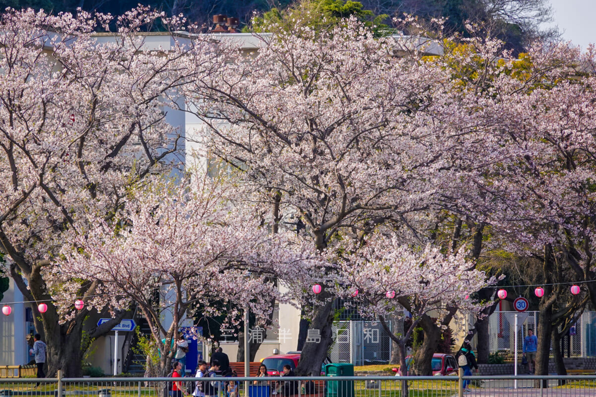 米海軍横須賀基地・クレメント通りの桜並木（アップ）（撮影日：2019.04.06）