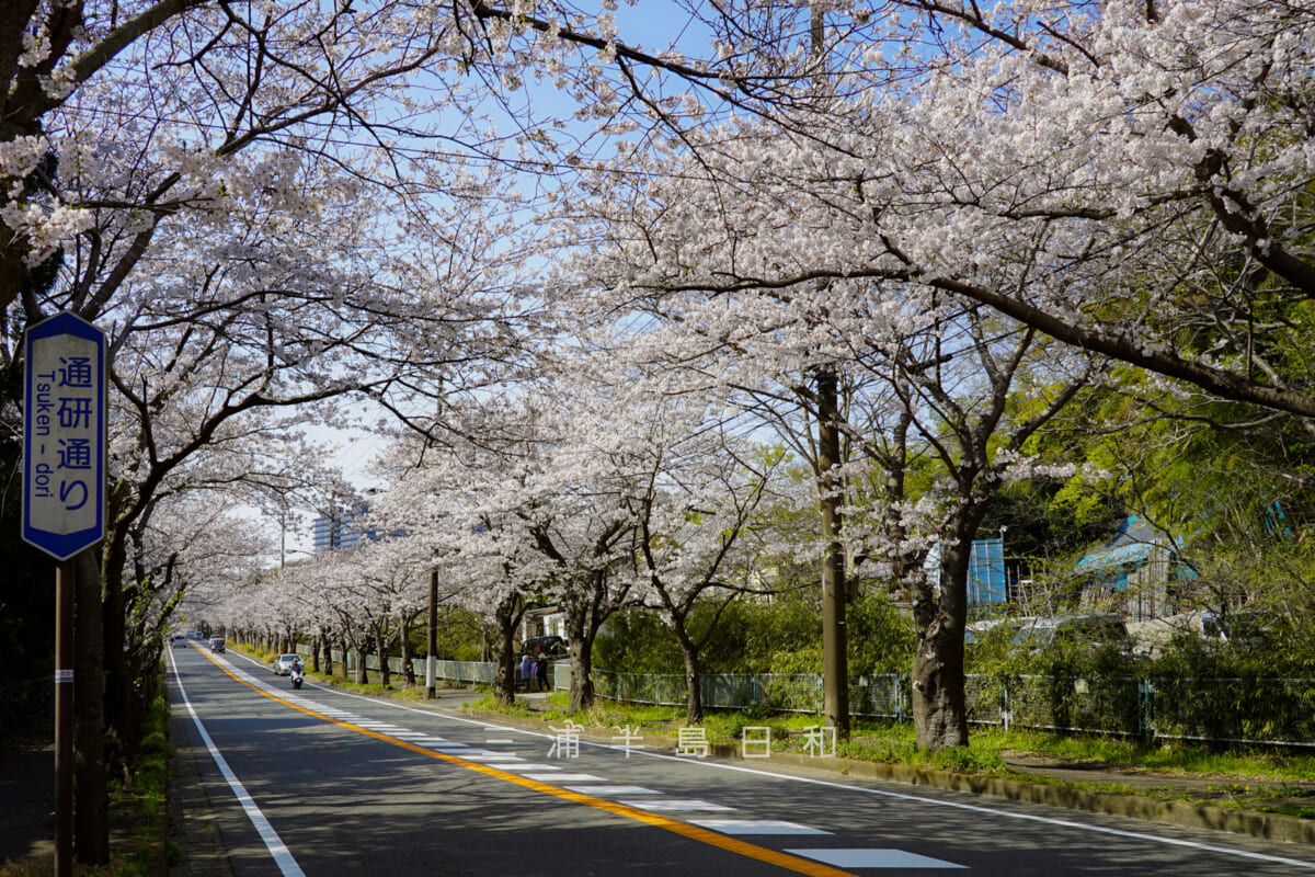 通研通り桜並木・長沢側から通研方面を見上げる（撮影日：2021.03.26）