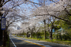 通研通り桜並木・長沢側から通研方面を見上げる（撮影日：2021.03.26）