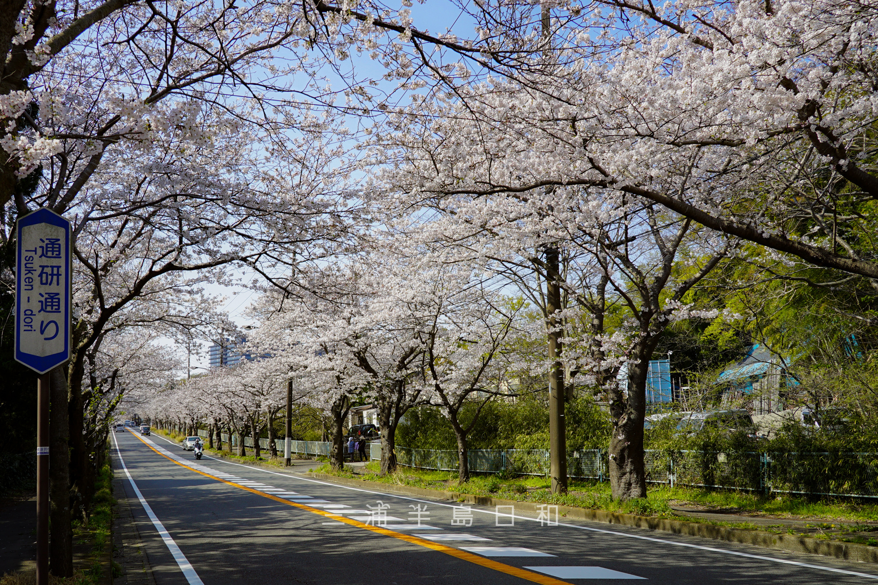 通研通り桜並木・長沢側から通研方面を見上げる（撮影日：2021.03.26）