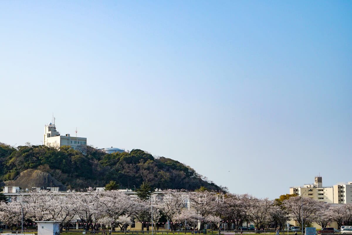 米海軍横須賀基地・クレメント通りの桜並木（撮影日：2019.04.06）