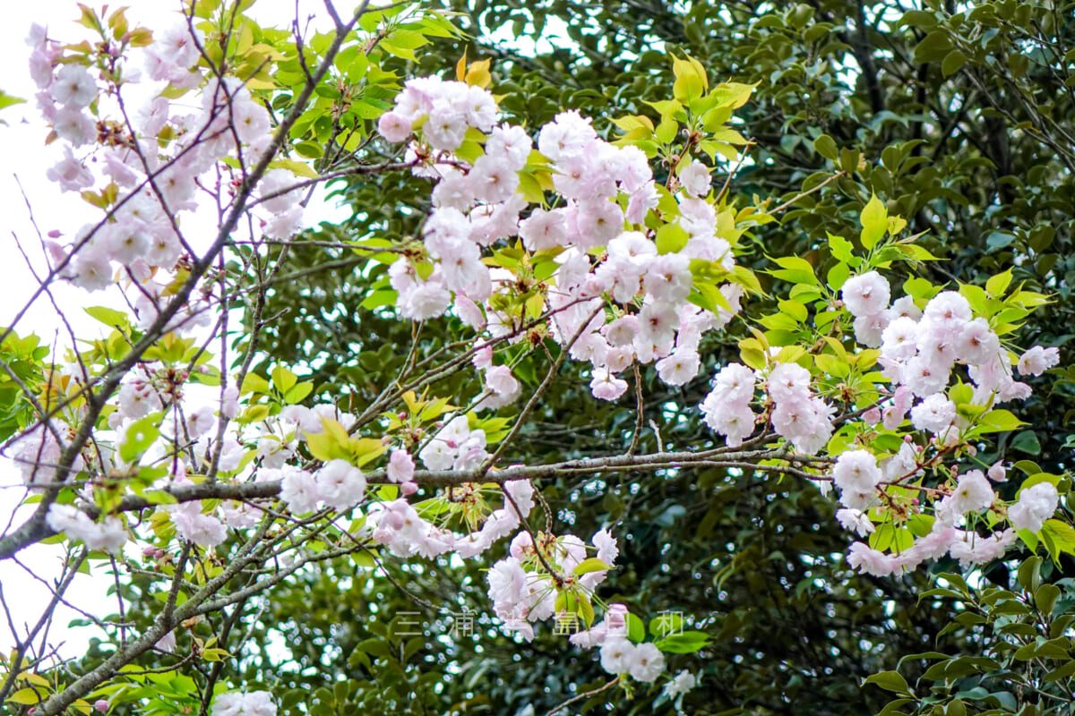 桜山中央公園・牡丹桜（撮影日：2016.04.11）