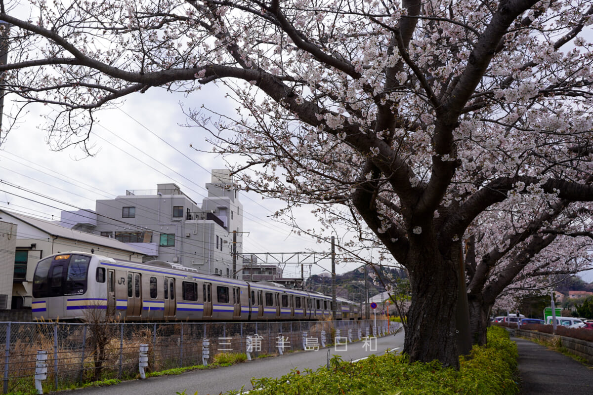 第一運動公園・横須賀線の線路沿いの桜並木（撮影日：2022.03.28）