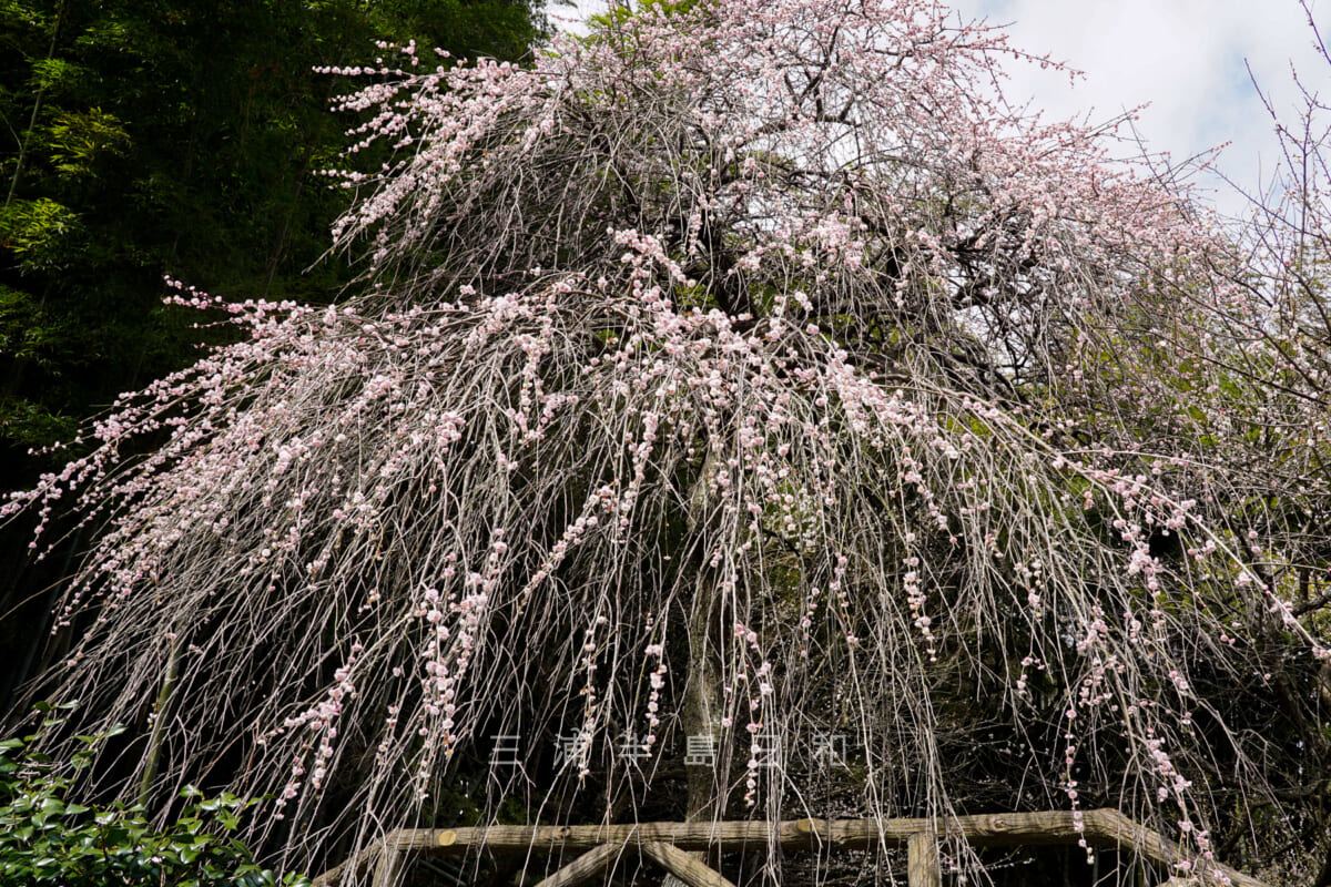 田浦梅の里・京急線沿いの入口に立つ枝垂れ梅（撮影日：2022.03.16）