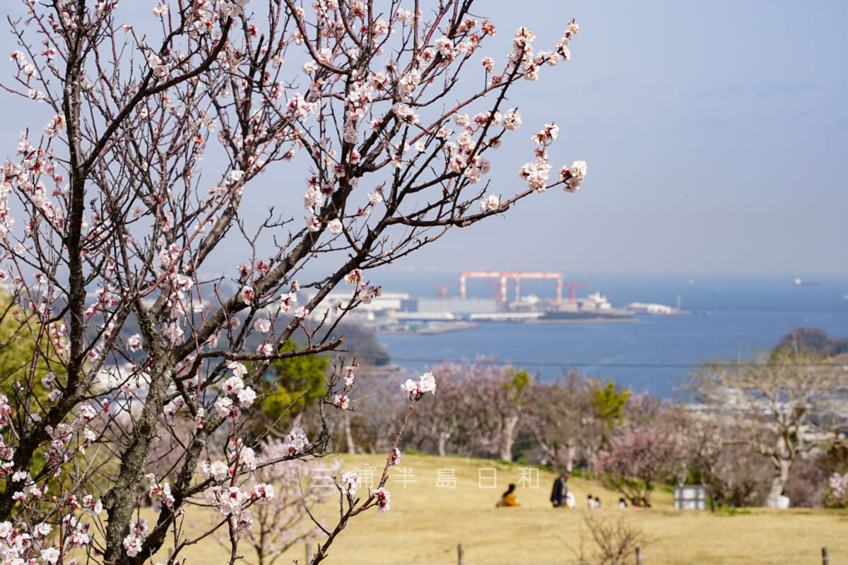 田浦梅の里・芝生広場から東京湾を望む（撮影日：2022.03.16）