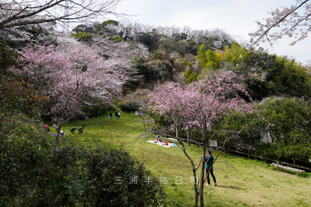 桜山中央公園・下の芝生広場（撮影日：2022.03.28）