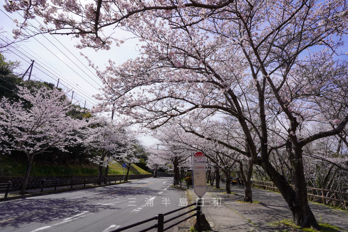 桜山中央公園・桜山公園バス停付近（撮影日：2022.03.28）