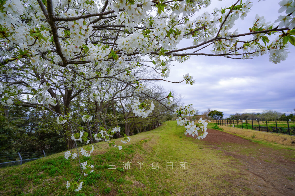 千代ヶ崎砲台跡・海側の桜並木（撮影日：2022.03.27）