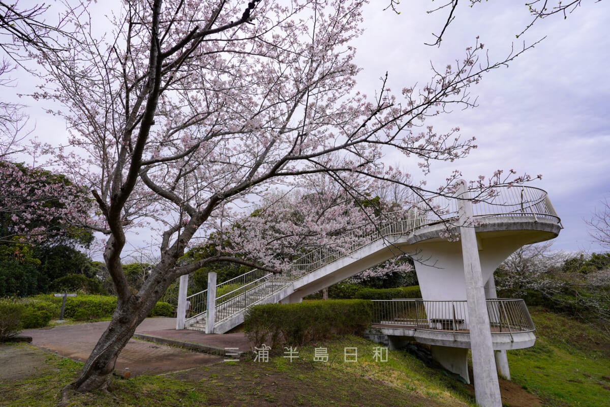 くりはま花の国・展望台横のソメイヨシノ（撮影日：2022.03.27）