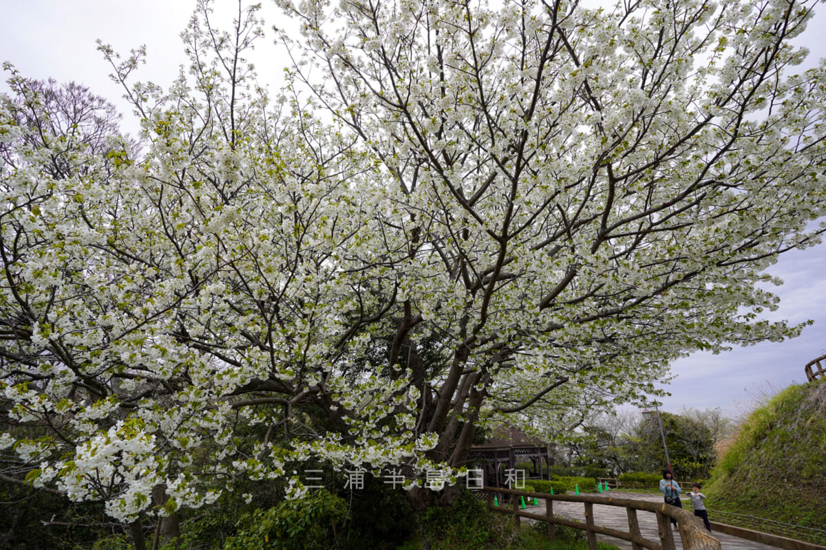 くりはま花の国・ハーブ園の園路に咲くオオシマザクラ（撮影日：2022.03.27）