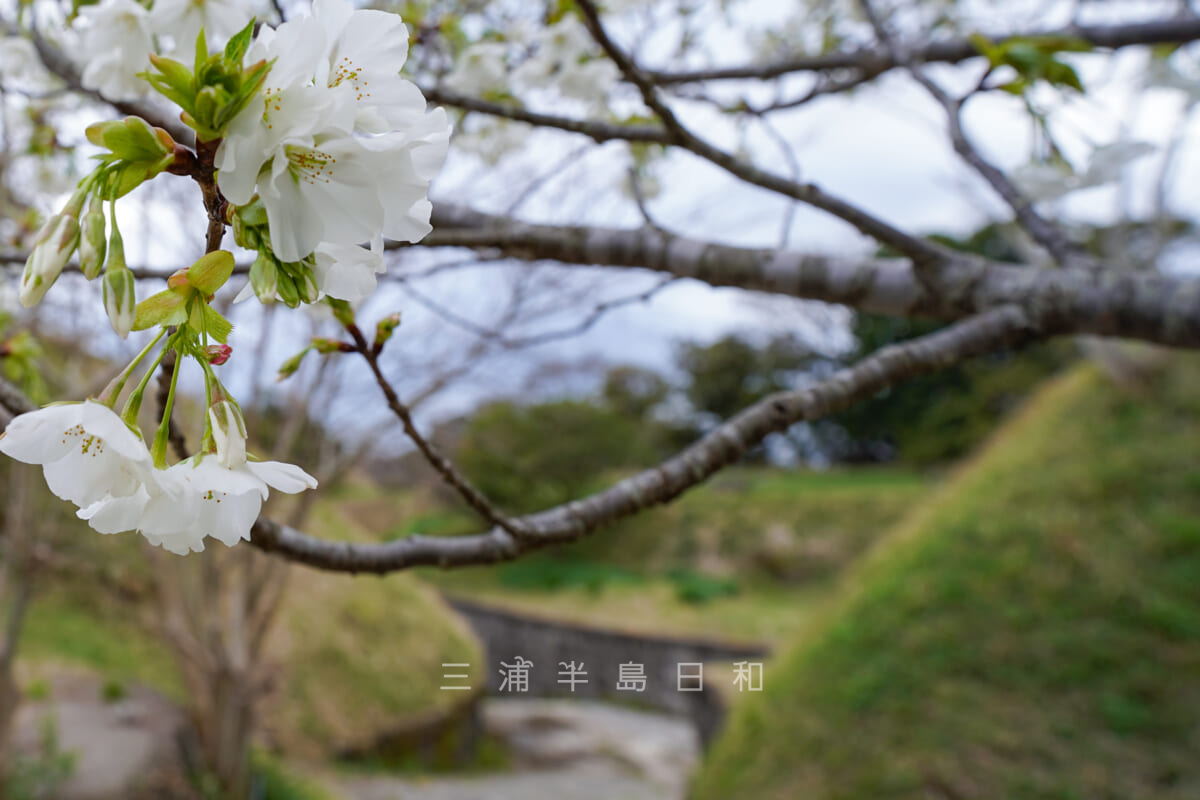千代ヶ崎砲台跡・塁道入口付近の桜（撮影日：2022.03.27）