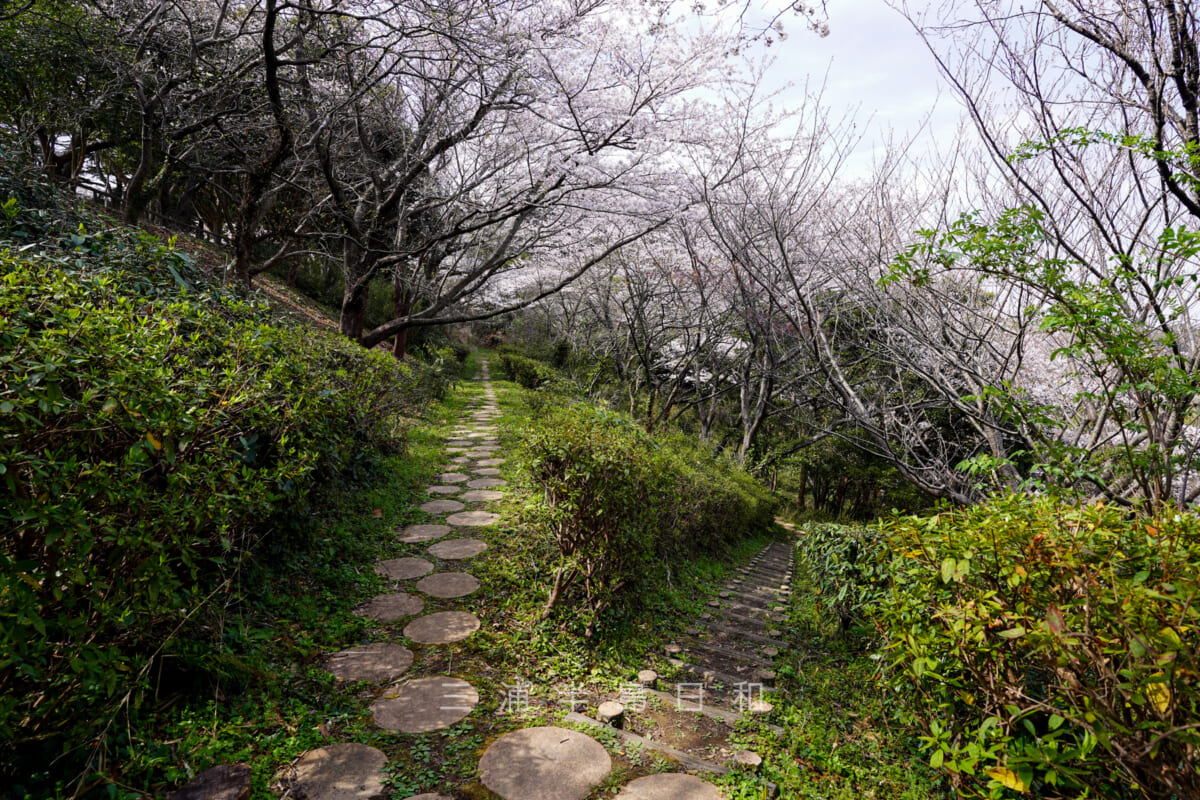 桜山中央公園・園路（撮影日：2022.03.28）