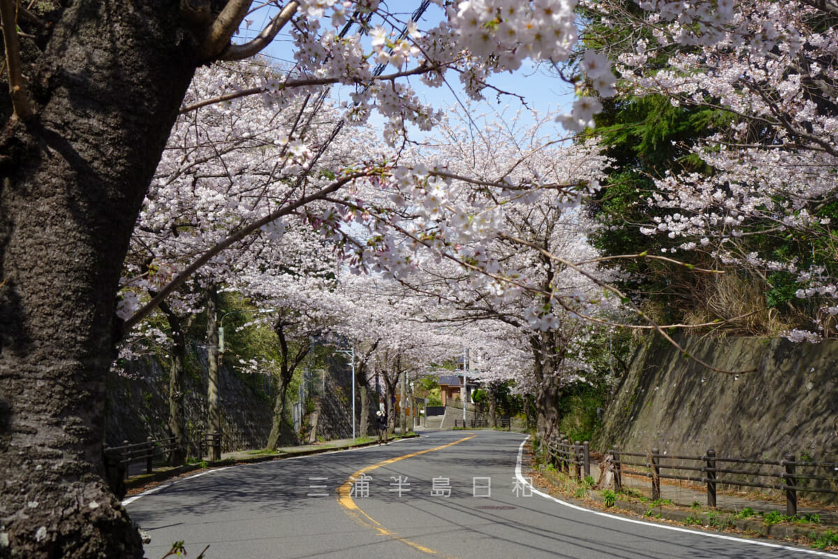 桜山中央公園・逗葉高校入口交差点から続く桜並木（撮影日：2022.03.28）